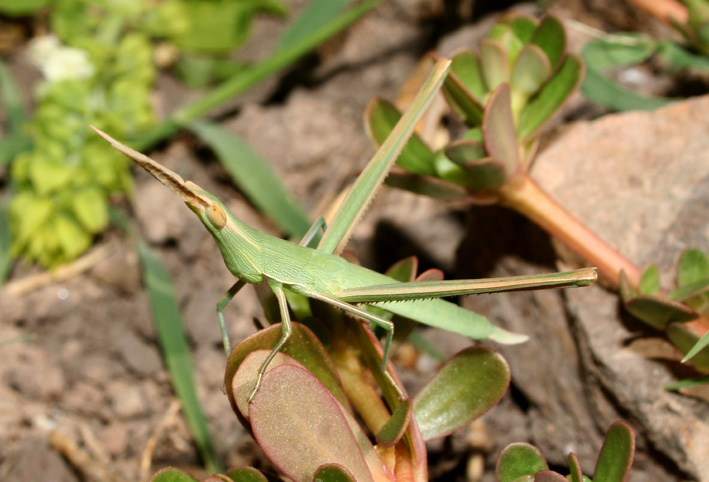Acrida sp. ( turrita o ungarica mediterranea)
